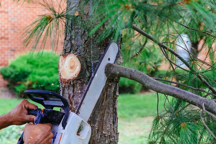 Excellent Tree Services Accomac VA Excellent Tree Services Accomac VA