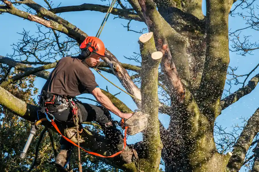 How Tree Services Can Enhance Your Landscapes Appearance Accomac VA How Tree Services Can Enhance Your Landscapes Appearance Accomac VA