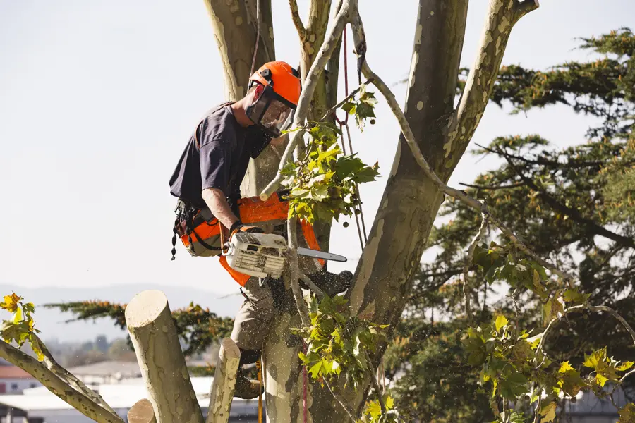 How Tree Services Can Enhance Your Landscapes Appearance in Accomac VA How Tree Services Can Enhance Your Landscapes Appearance in Accomac VA