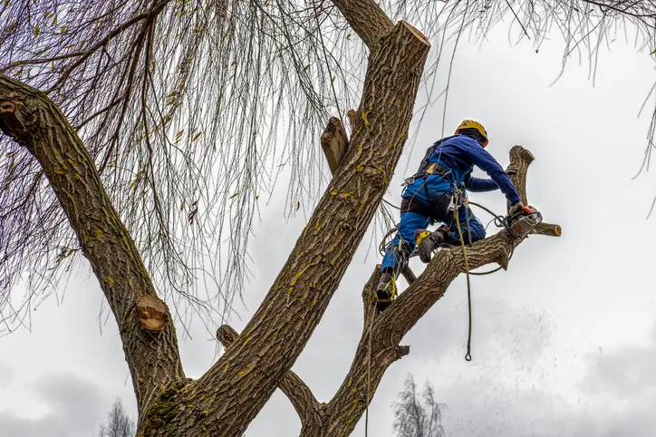 How Tree Services Can Improve Your Yards Curb Appeal Accomac VA How Tree Services Can Improve Your Yards Curb Appeal Accomac VA