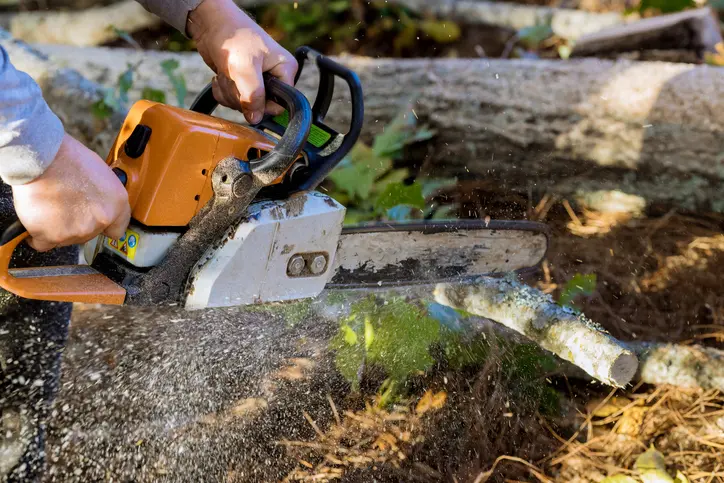 How Tree Services Can Improve Your Yards Curb Appeal in Accomac VA How Tree Services Can Improve Your Yards Curb Appeal in Accomac VA