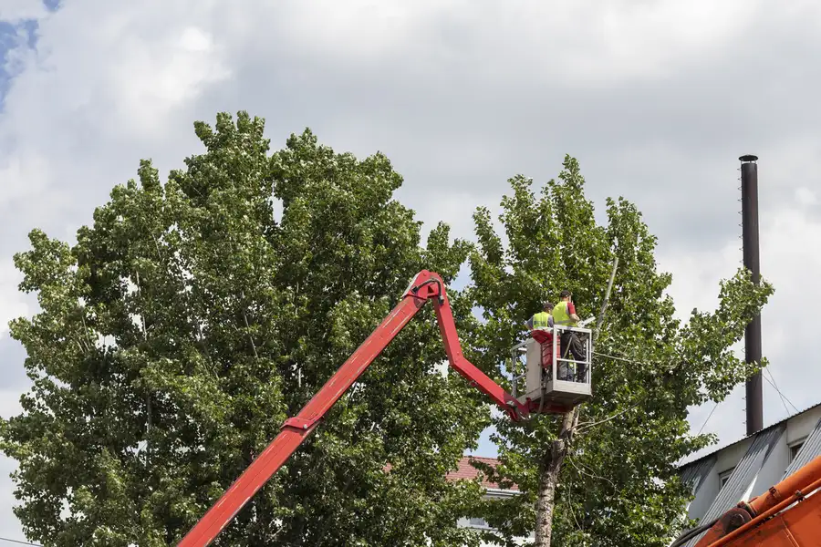 Professional Tree Services Accomac VA Professional Tree Services Accomac VA
